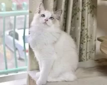 ラグドール【東京都・男の子・2025年5月28日・ブルーポイントバイカラー】の写真2