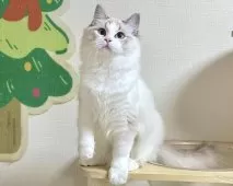 ラグドール【東京都・男の子・2025年5月18日・シールリンクスポイントバイカラー】の写真7