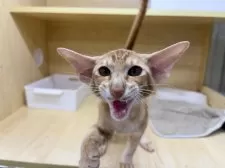 オリエンタルショートヘア【東京都・男の子・2025年5月6日・レッドタビー】の写真7