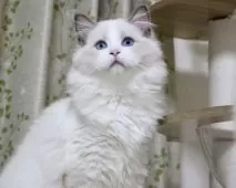 ラグドール【東京都・男の子・2025年6月25日・ブルーポイントバイカラー】の写真4