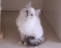 ラグドール【東京都・女の子・2025年9月24日・シールリンクスポイントミテッド】の写真2