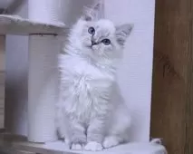 ラグドール【東京都・女の子・2025年9月24日・シールリンクスポイントミテッド】の写真14