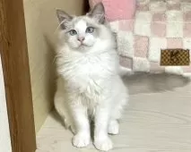 ラグドール【東京都・男の子・2025年5月28日・ブルーポイントバイカラー】の写真9