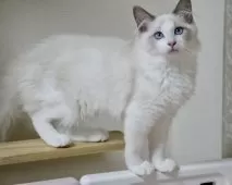 ラグドール【東京都・男の子・2025年5月28日・ブルーポイントバイカラー】の写真12