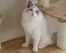 ラグドール【東京都・男の子・2025年5月28日・ブルーポイントバイカラー】の写真10