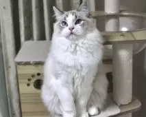 ラグドール【東京都・男の子・2025年5月18日・シールリンクスポイントバイカラー】の写真4