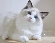 ラグドール【東京都・女の子・2025年7月9日・シールポイントバイカラー】の写真15