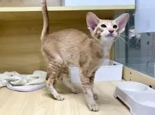 オリエンタルショートヘア【東京都・男の子・2025年5月6日・レッドタビー】の写真5