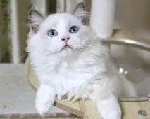 ラグドール【東京都・男の子・2025年6月25日・ブルーポイントバイカラー】の写真8