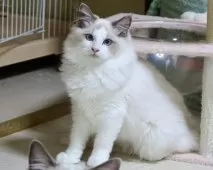 ラグドール【東京都・男の子・2025年5月28日・ブルーポイントバイカラー】の写真3