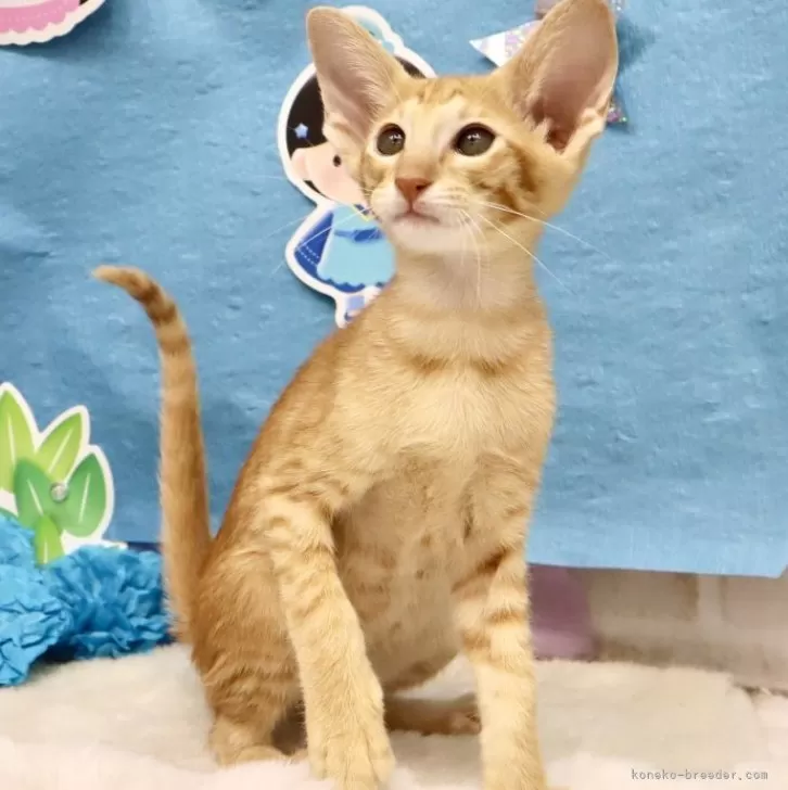 ID：2506-01536の子猫