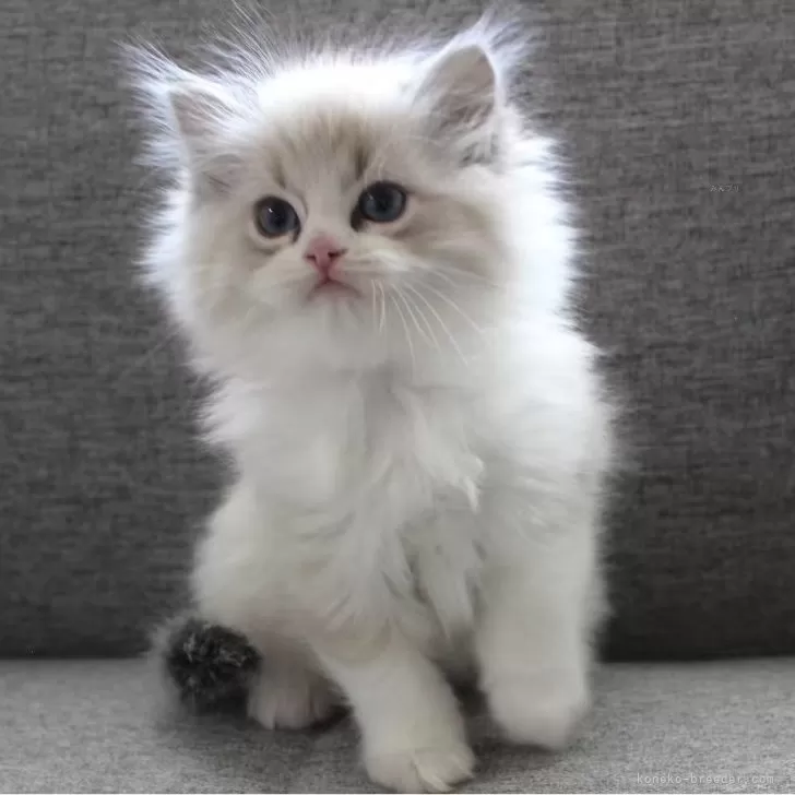 ID:2503-02108の子猫