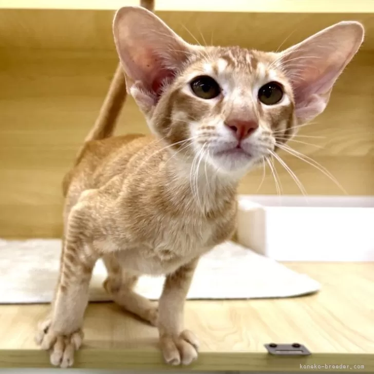 オリエンタルショートヘア【東京都・男の子・2025年5月6日・レッドタビー】の写真1