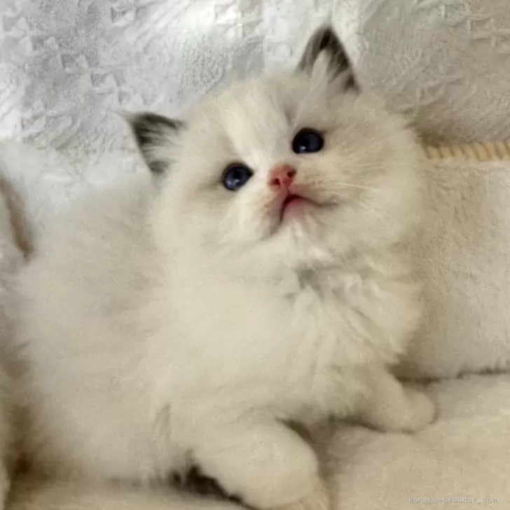 ID:2412-01575の子猫