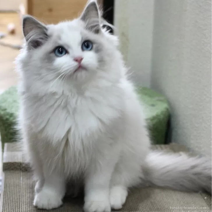 ID:2410-02869の子猫