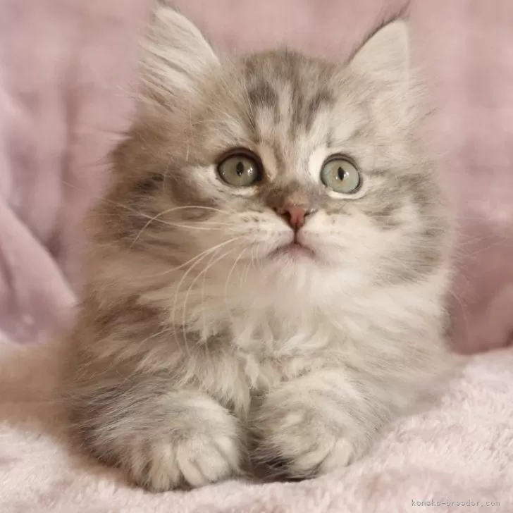 ID:2508-01716の子猫