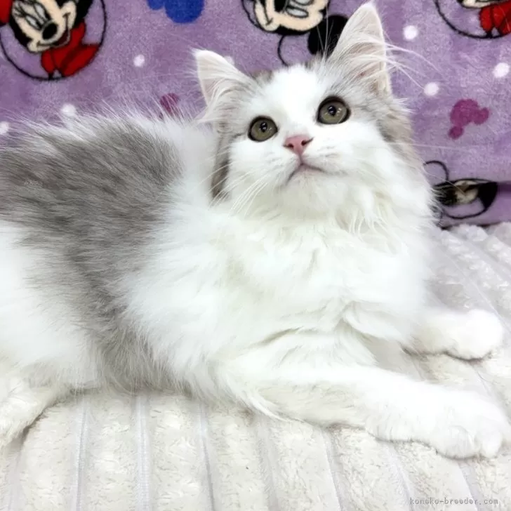 ID：2507-03237の子猫