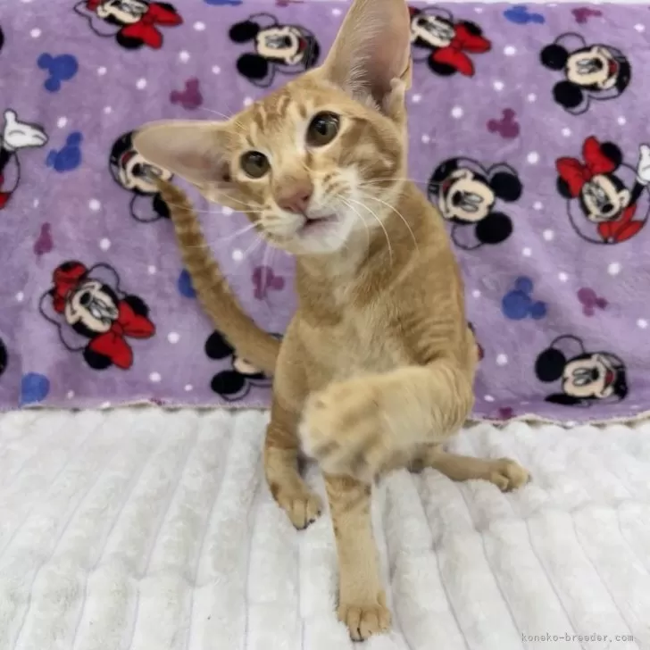 オリエンタルショートヘア【東京都・男の子・2025年5月6日・レッドタビー】の写真1