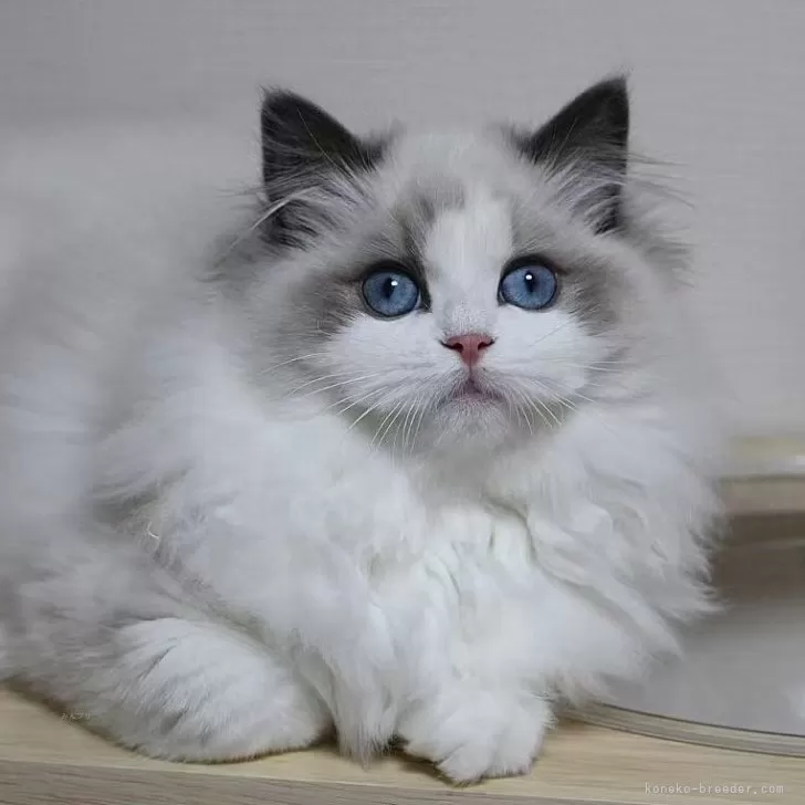 ID:2501-01342の子猫