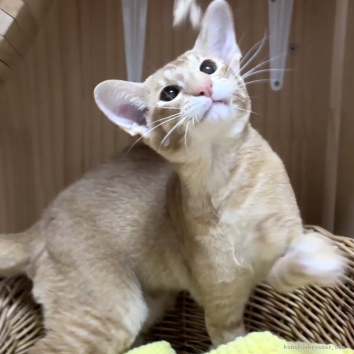 ブリーダー画像