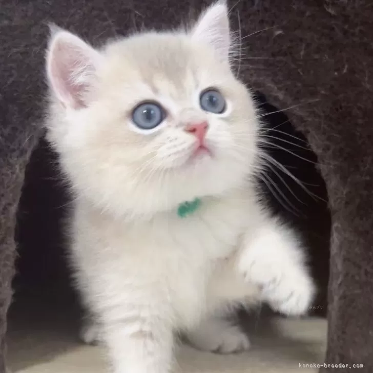 ID:2507-01536の子猫