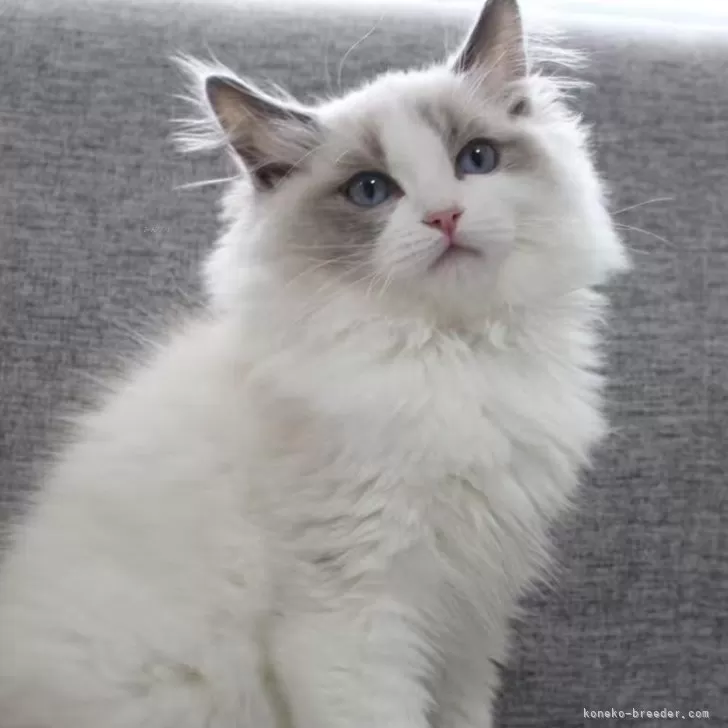 ID：2503-01719の子猫