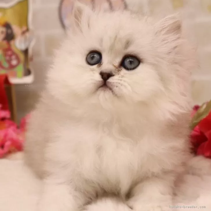 ID:2503-00781の子猫