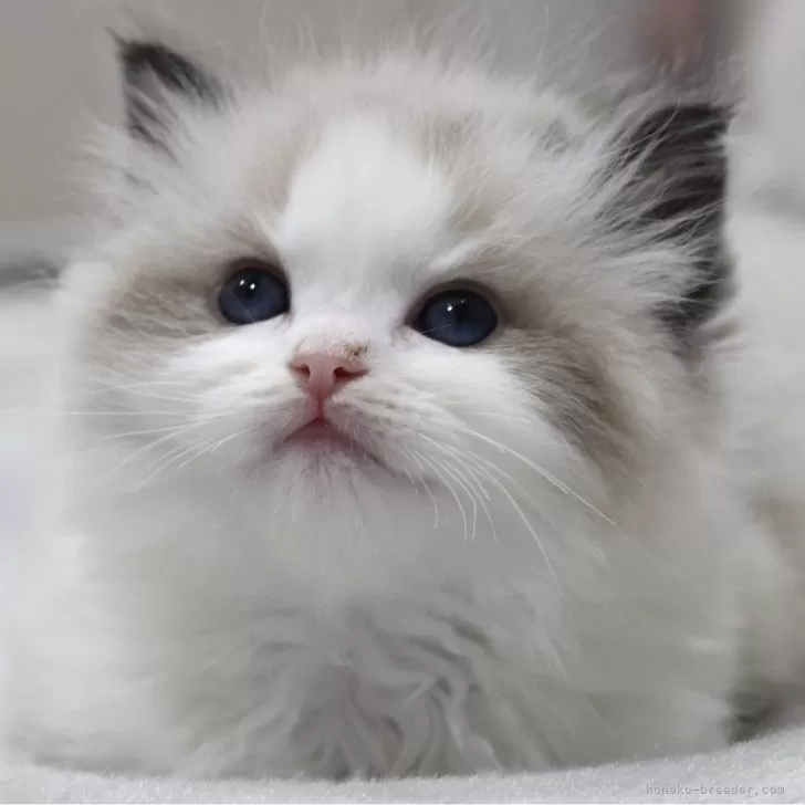 メルファ 様のお迎えした子猫