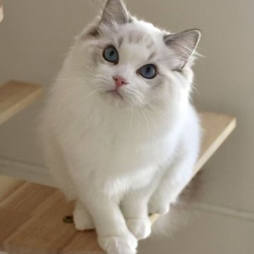 ラグドール【東京都・女の子・2025年5月18日・シールリンクスポイントバイカラー】の写真「⭐︎両親外産、顔立ち完璧」