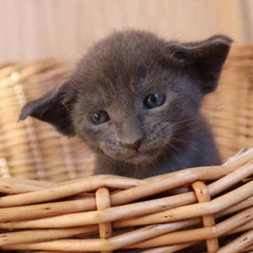 オリエンタルショートヘア【東京都・女の子・2025年9月30日・ブルー】の写真「⭐︎両親外産、耳大きい、本物のオリエンタル」