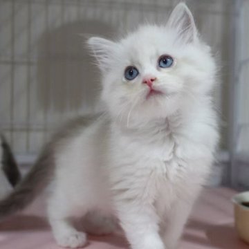 ラグドール【東京都・女の子・2025年10月18日・ブルーリンクスポイントバイカラー】の写真「⭐︎両親外産、顔立ち完璧」