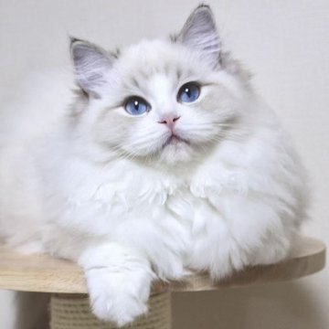 ラグドール【東京都・女の子・2025年7月2日・シールリンクスポイントバイカラー】の写真「⭐︎両親外産、顔立ち完璧」