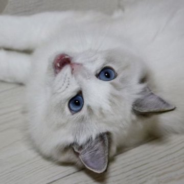 ラグドール【東京都・女の子・2025年5月18日・シールリンクスポイントバイカラー】の写真「⭐︎両親外産、顔立ち完璧」