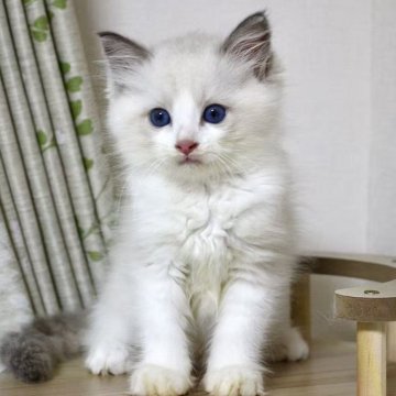 ラグドール【東京都・男の子・2025年8月2日・ブルーポイントバイカラー】の写真「⭐︎母外産、顔立ち完璧」