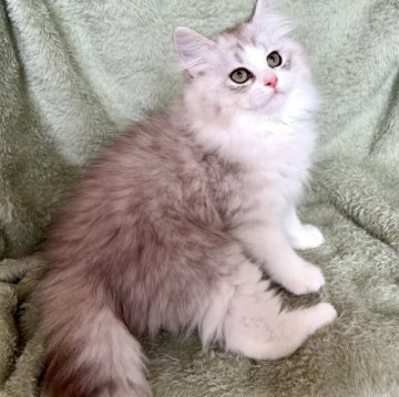 サイベリアン【東京都・男の子・2025年7月1日・シルバータビー&ホワイト】の写真「⭐︎顔丸い、ふわふわで可愛い」