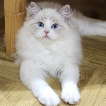 ラグドール【東京都・女の子・2025年7月2日・シールリンクスポイントバイカラー】の写真「⭐︎両親外産、顔立ち完璧」