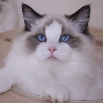 ラグドール【東京都・女の子・2025年7月9日・シールポイントバイカラー】の写真「⭐︎両親外産」