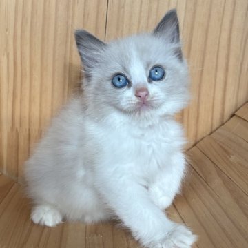 ラグドール【東京都・男の子・2025年8月16日・ブルーポイントバイカラー】の写真「活発、食いしん坊」