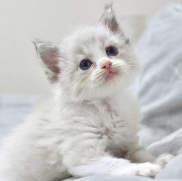 ラグドール【東京都・女の子・2025年10月18日・シールリンクスポイントバイカラー】の写真「⭐︎両親外産、顔立ち完璧」