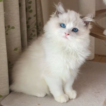 ラグドール【東京都・男の子・2025年8月16日・ブルーポイントバイカラー】の写真「⭐︎母外産、顔立ち完璧」