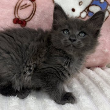 メインクーン【東京都・女の子・2025年9月26日・ブルー】の写真「⭐︎純色ブルー、綺麗な顔してるかわいい子」