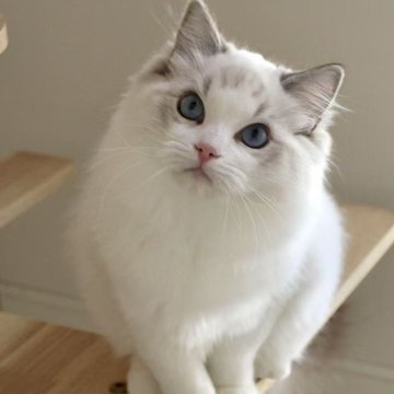 ラグドール【東京都・女の子・2025年5月18日・シールリンクスポイントバイカラー】の写真「⭐︎両親外産、顔立ち完璧」