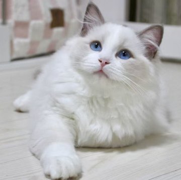 ラグドール【東京都・男の子・2025年6月25日・ブルーポイントバイカラー】の写真「⭐︎両親外産」