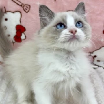 ラグドール【東京都・男の子・2025年8月16日・ブルーポイントバイカラー】の写真「活発、食いしん坊」