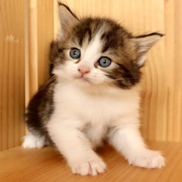 メインクーン【東京都・女の子・2025年10月20日・ブラウンタビー&ホワイト】の写真「⭐︎キレイなタビー色、活発な子です」