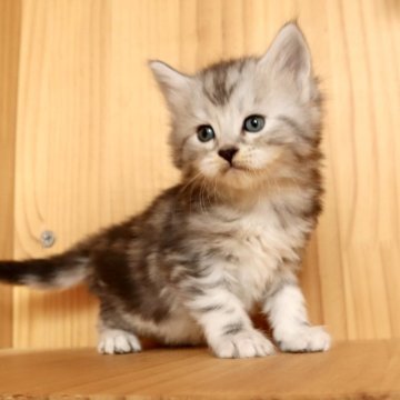 メインクーン【東京都・男の子・2025年10月20日・シルバータビー】の写真「⭐︎顔かわいい、薄いシルバーの毛色」