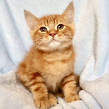 アメリカンショートヘア【東京都・男の子・2025年5月24日・レッドタビー&ホワイト】の写真「⭐︎鮮やかな色でキレイ」