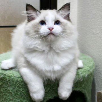 ラグドール【東京都・女の子・2025年7月9日・シールポイントバイカラー】の写真「⭐︎両親外産」