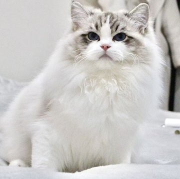 ラグドール【東京都・男の子・2025年5月14日・シールリンクスポイントバイカラー】の写真「⭐︎両親外産、顔立ち完璧」