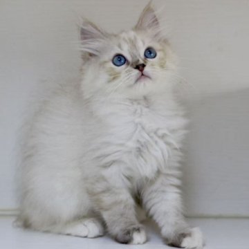 ラグドール【東京都・女の子・2025年8月24日・シールリンクスポイントミテッド】の写真「⭐︎両親外産」
